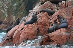 1197-Isole Ballestas,19 luglio 2013